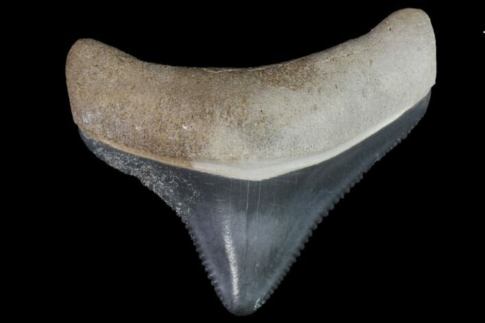 Serrated, Baby Megalodon Tooth - Florida #114141